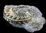 Pyritized Pleuroceras Ammonite - Germany #42752-2
